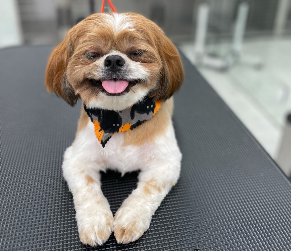 dog grooming