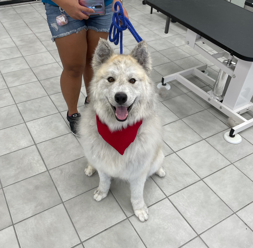 dog grooming