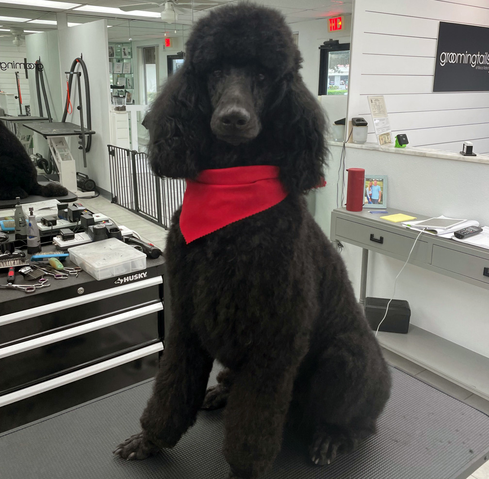 dog grooming