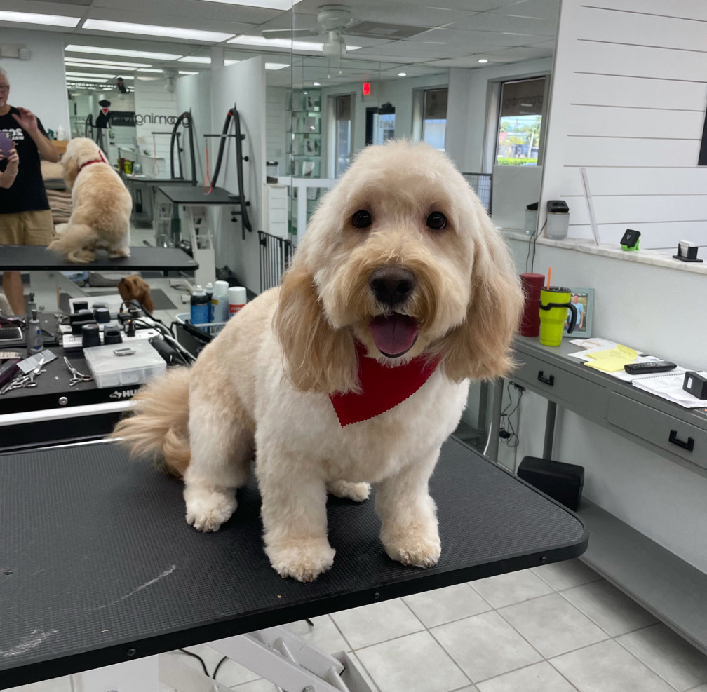 dog grooming